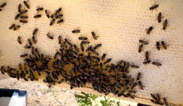 Улей с пчелами в Парк-отеле Оленевка