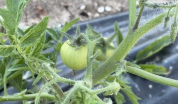 Выращиваем помидоры в Парк-отеле Оленевка